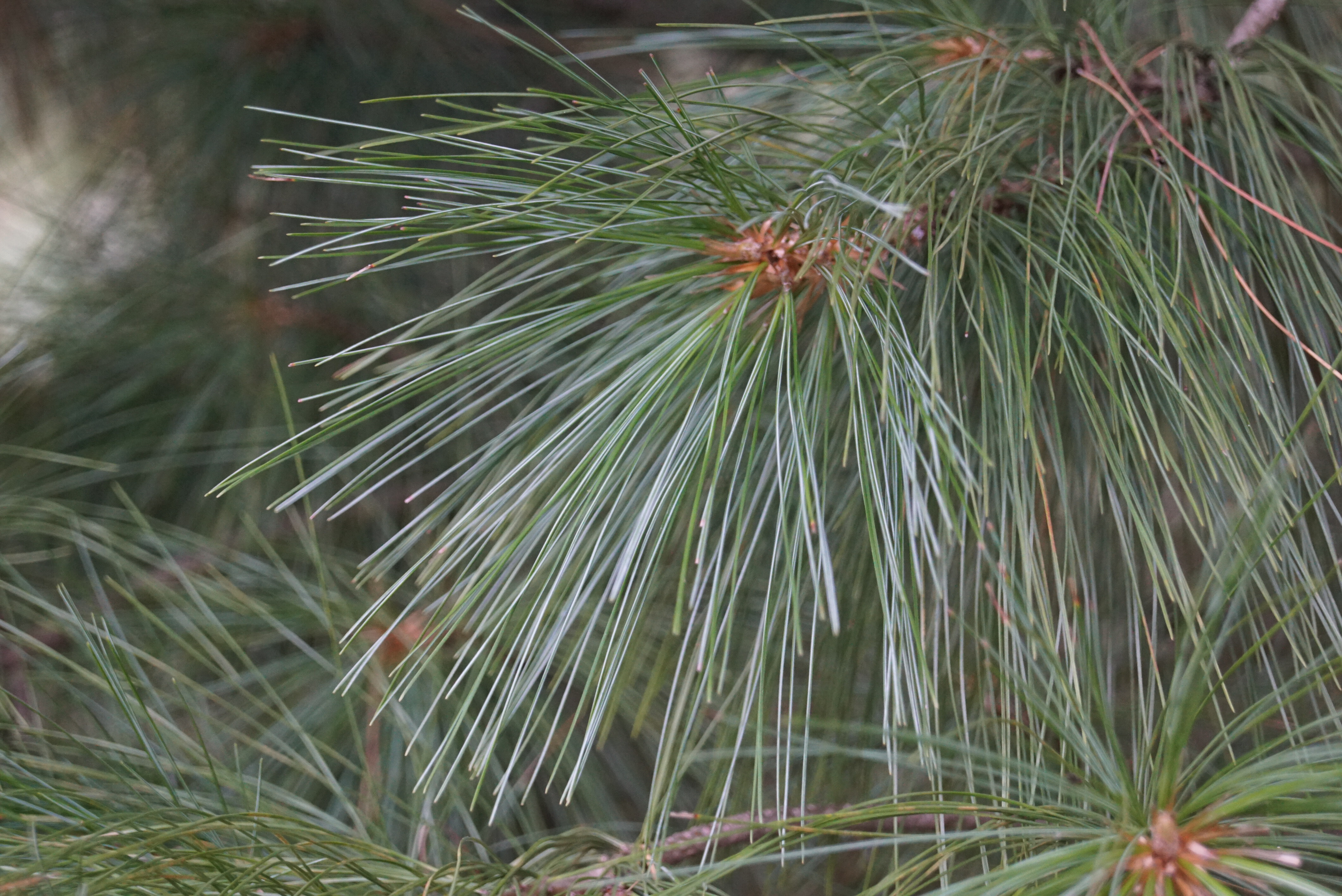 Pinus wallichiana (3)